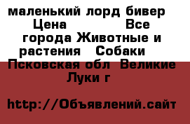 маленький лорд бивер › Цена ­ 10 000 - Все города Животные и растения » Собаки   . Псковская обл.,Великие Луки г.